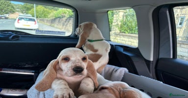 Basset Hound dogs - Advert 7