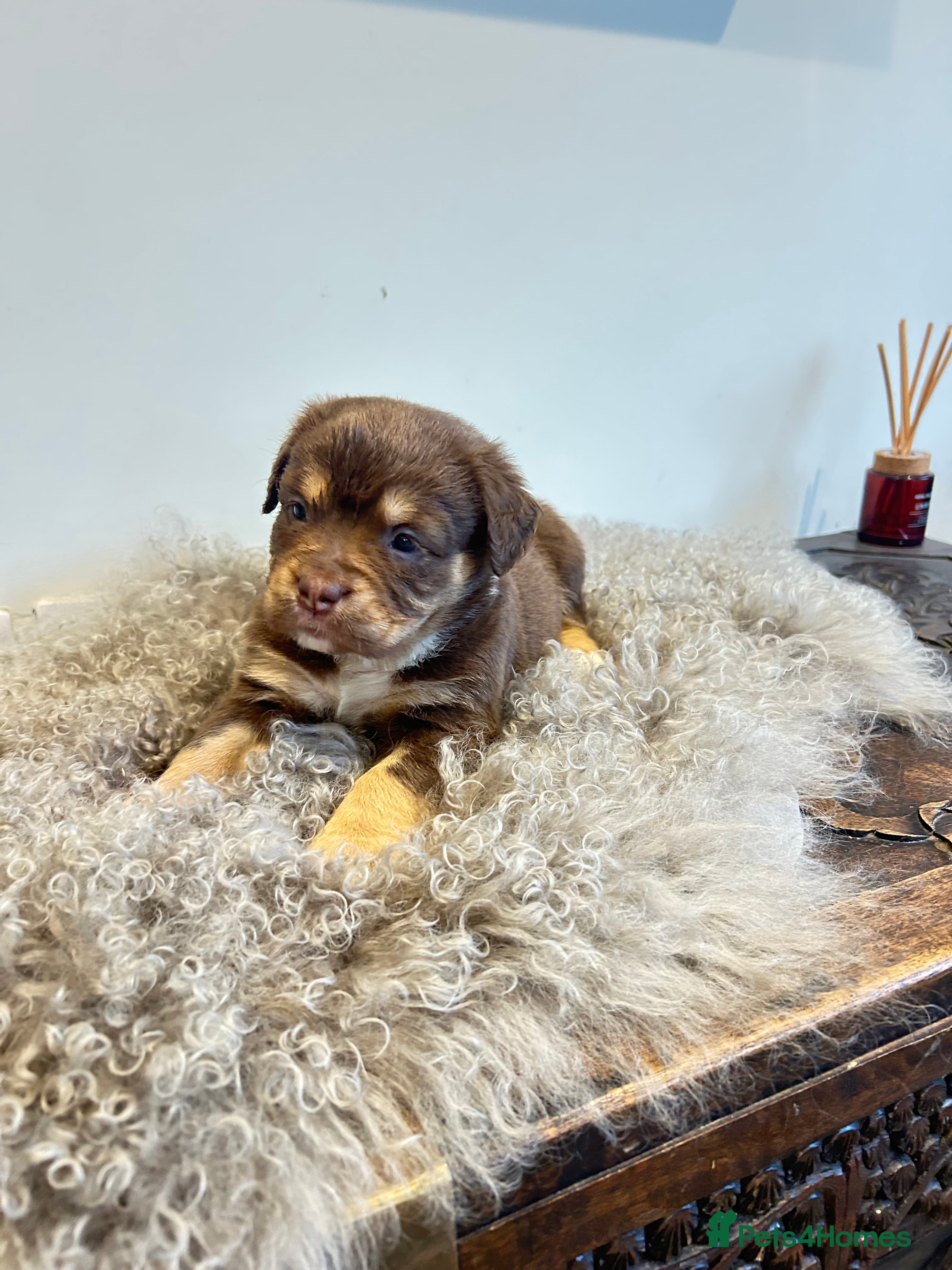 Olde English Bulldogge dogs Olde English fluffy Bulldogge puppies  - Advert 2