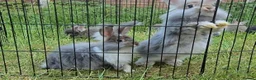 Angora rabbits for sale: ❤️Stunning full- face English Angora Babies❤️ - Advert 3