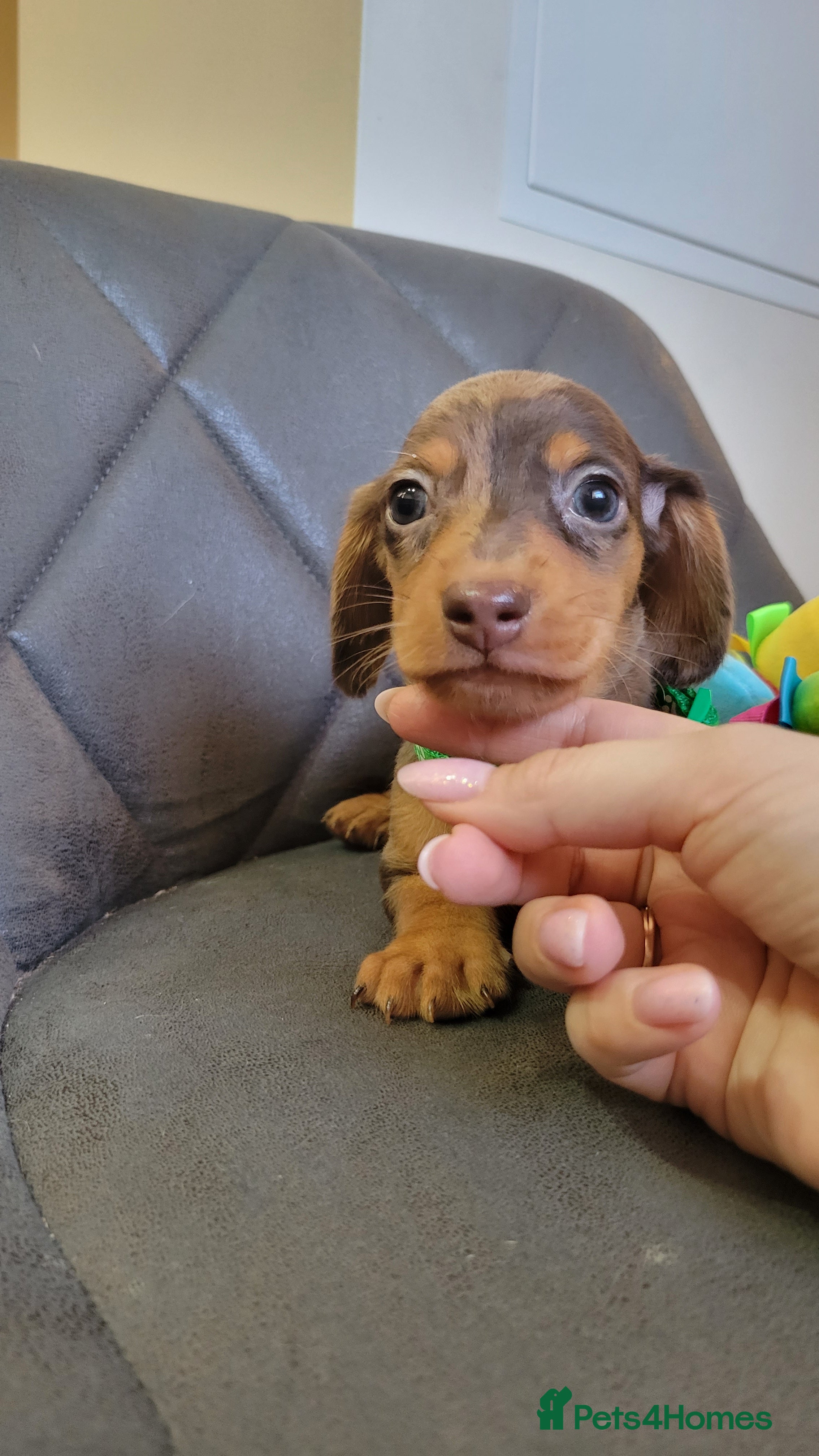 Miniature Dachshund dogs Kc Miniature  Dachshund  - Advert 18