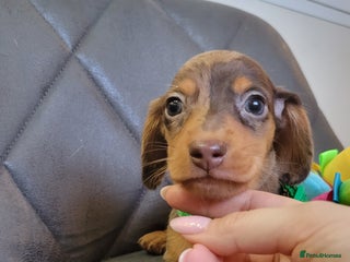 Miniature Dachshund dogs Kc Miniature Dachshund - Advert 18