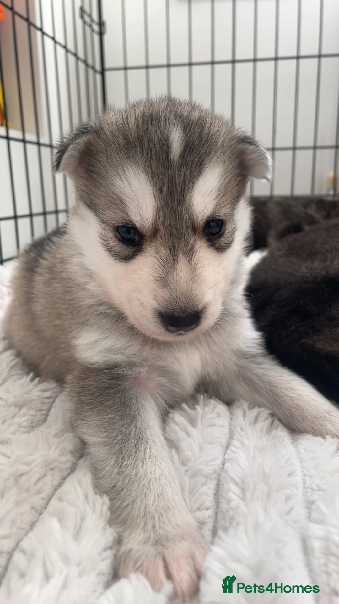 Siberian Husky dogs for sale: Husky pups - Advert 11