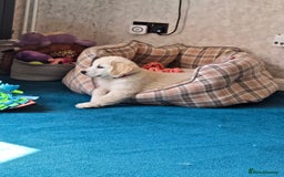 Golden Retriever dogs for sale: Golden Retriever puppies for sale  in Stevenage - Image 3