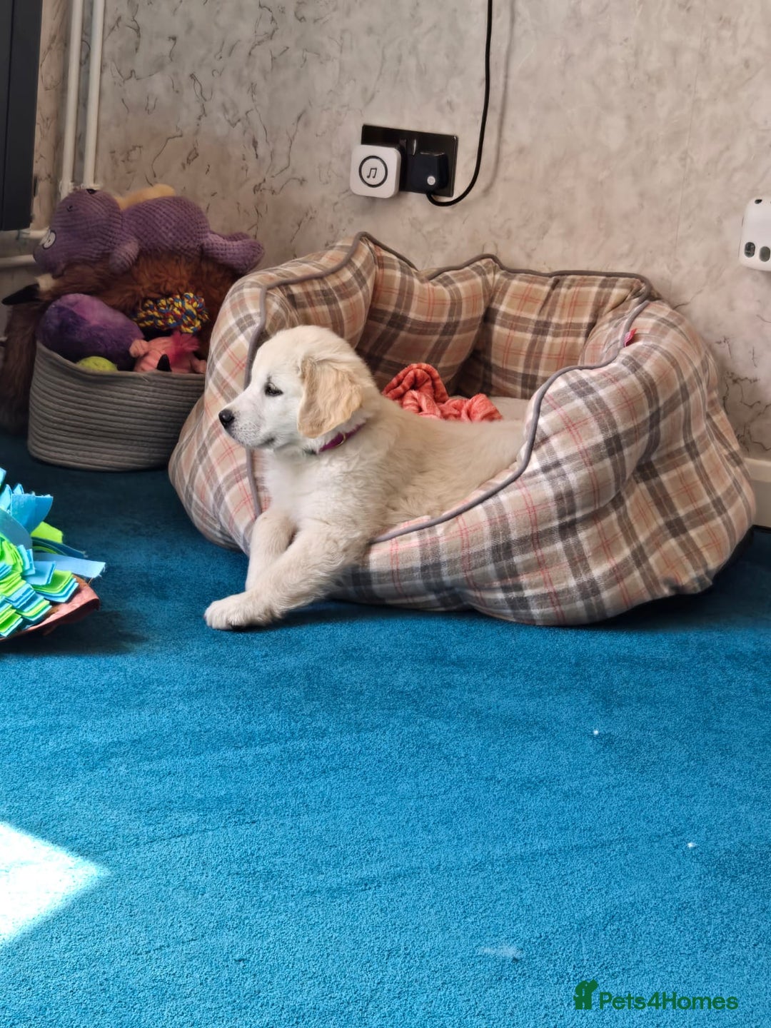 Golden Retriever dogs for sale: Golden Retriever puppies for sale  in Stevenage - Image 3