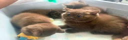 British Shorthair cats for sale: British Short Hair Chocolate Kittens in Stoke-on-Trent - Advert 7