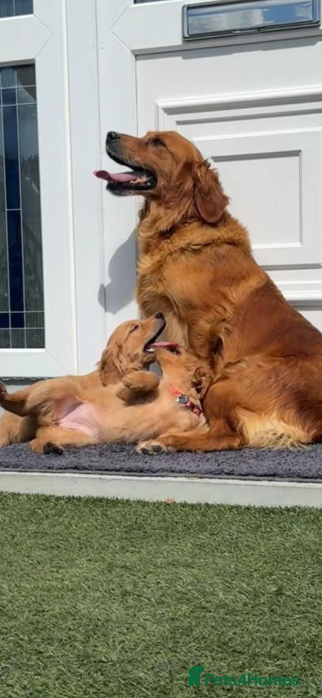 Golden Retriever dogs for sale: Beautiful dark red golden retriever pups - Advert 2