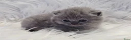 British Shorthair cats for sale: Stunning British shorthair kittens  - Advert 18
