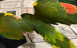 Parrots birds for sale: Baby Blue Fronted Amazon  - Image 3
