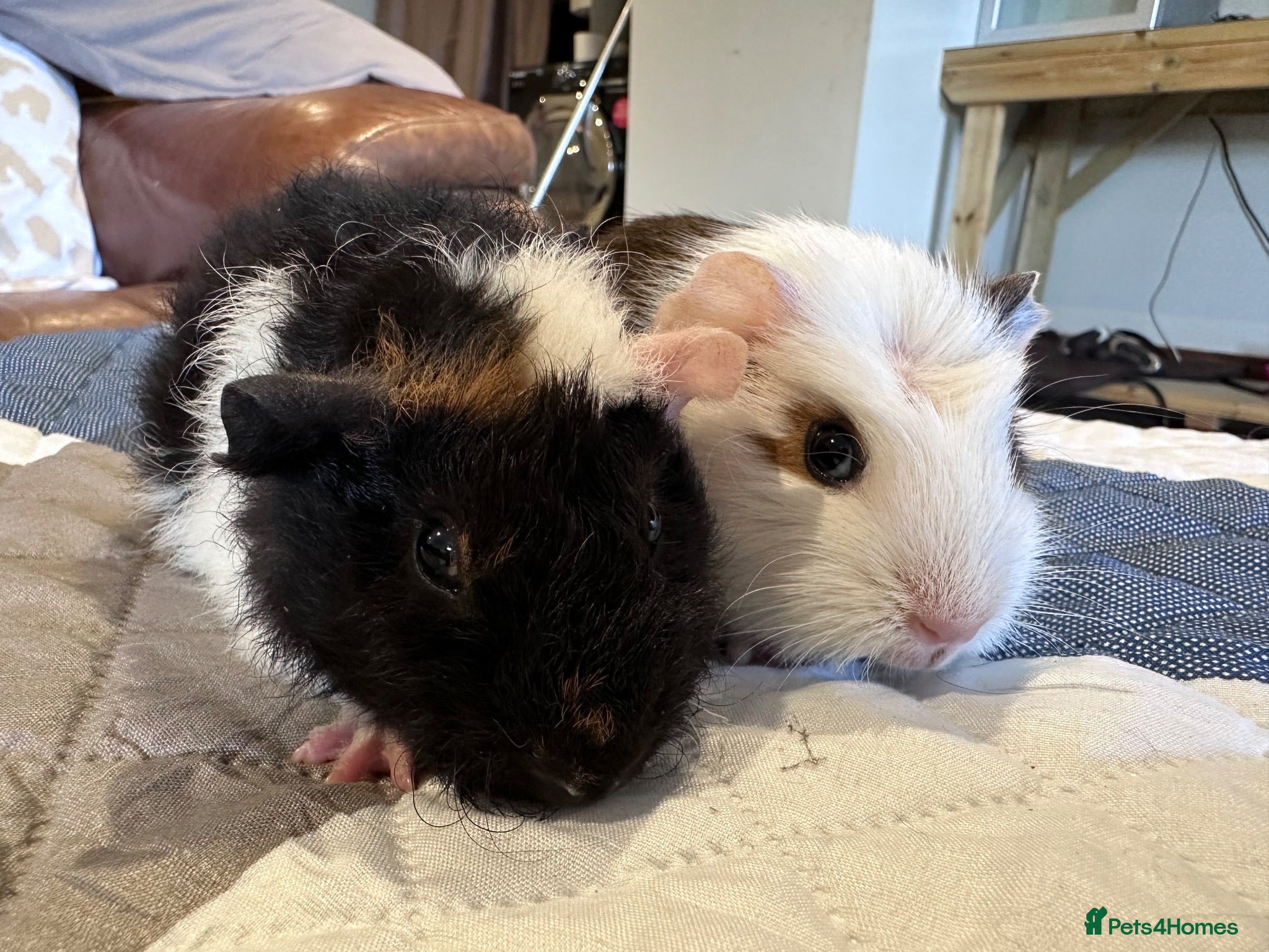 Guinea Pig rodents Baby boy guinea pig brothers 7 weeks - Advert 1