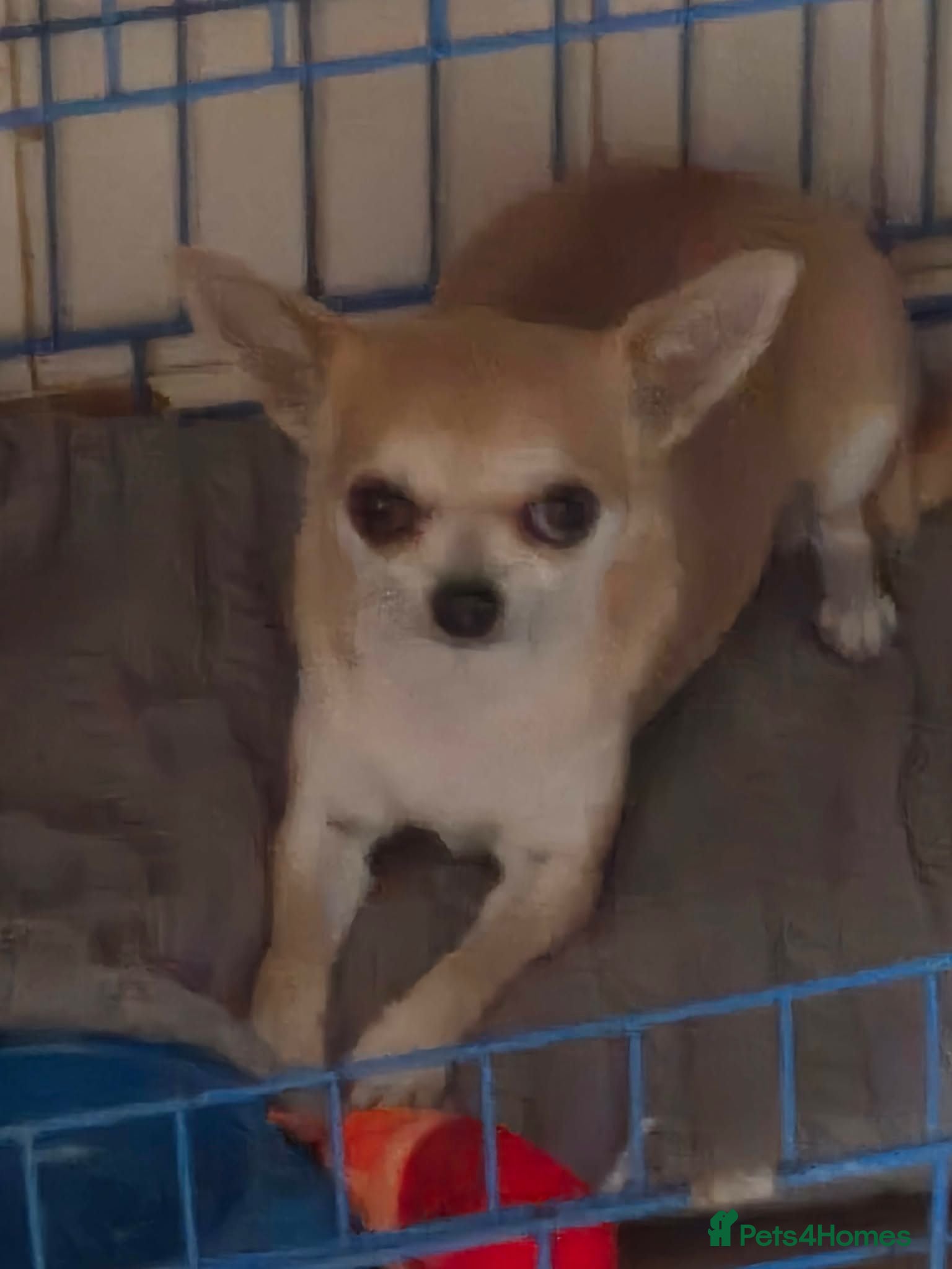 Chihuahua dogs Female chihuahua dog - Advert 4