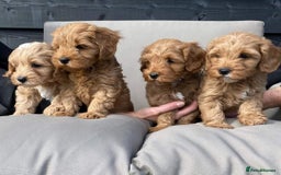 Cavapoo dogs for sale: Beautiful cavapoo puppies ready for a loving home - Image 2