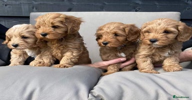 Cavapoo dogs - Advert 2