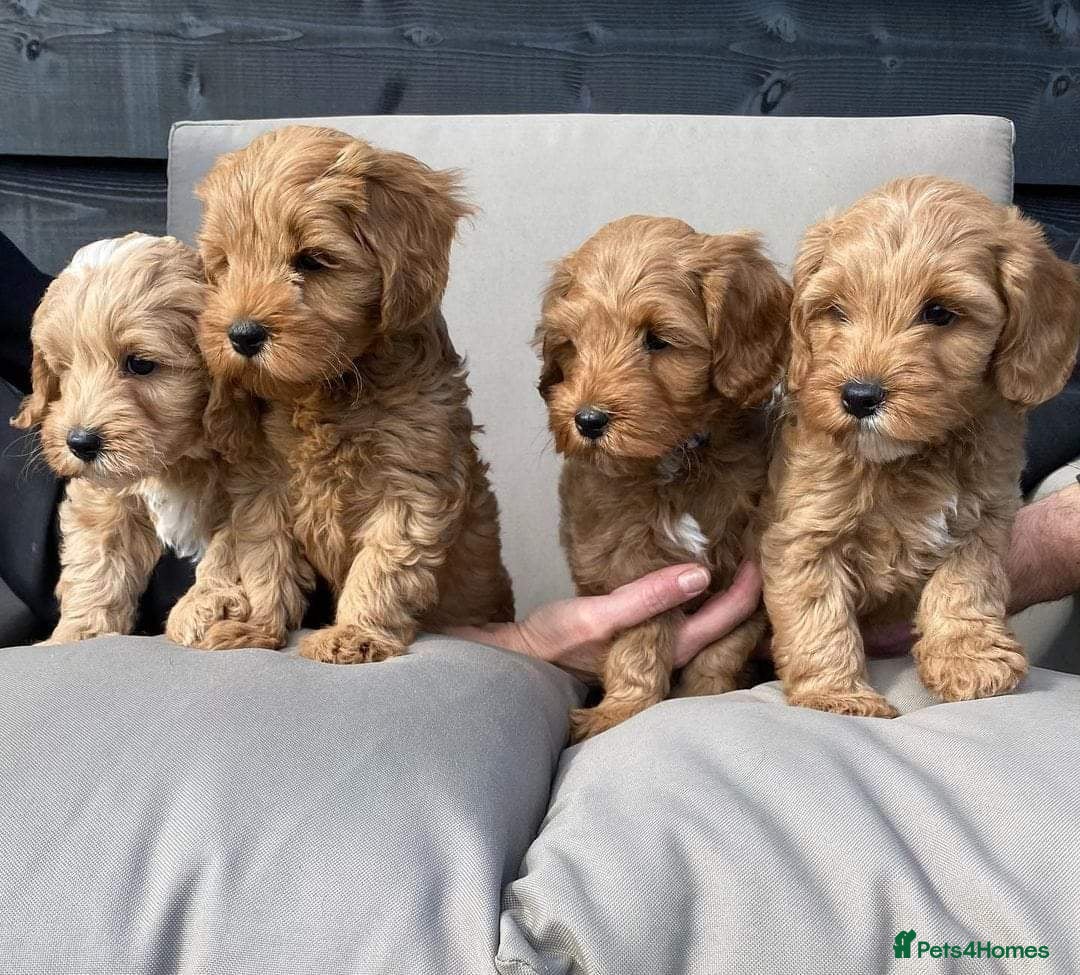 Cavapoo dogs for sale: Beautiful cavapoo puppies ready for a loving home - Image 2
