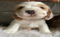 Cocker Spaniel dogs for sale: Chunky KC Cocker Spaniel puppies for sale  - Image 5