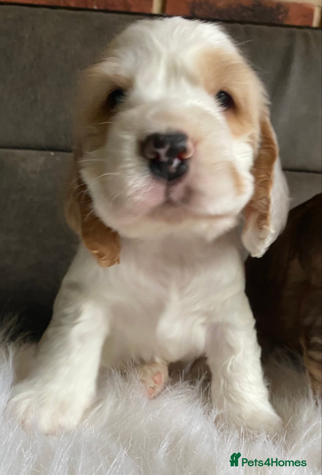 Cocker Spaniel dogs for sale: Chunky KC Cocker Spaniel puppies for sale  - Image 5