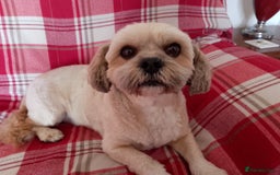 Mixed Breed dogs for sale: Lhasa Apso Cross Breed 6 year old Dog - Image 2