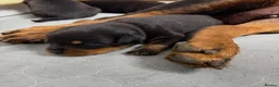 Rottweiler dogs for sale: Gentle Hearts & Beautiful Pure Rottweilers  - Advert 3
