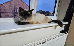 Ragdoll cats for sale: Pure Ragdoll Cat  2 Years Old, Affectionate & Calm - Image 1