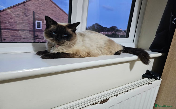 Ragdoll cats - Advert 1