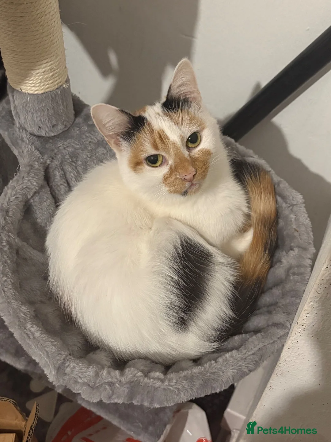 Mixed Breed cats for sale: 6 kittens looking for a forever home - Advert 2