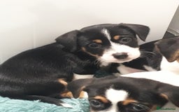 Jack Russell dogs for sale: Stunning jack Russell puppies  - Image 5
