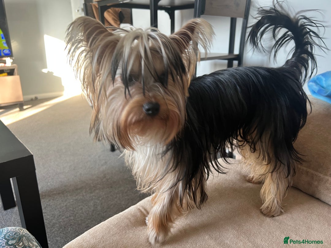 Yorkshire Terrier dogs for sale: Naughty needs a new lovely home  - Image 1