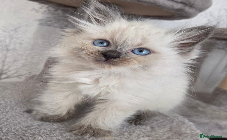 Siberian cats - Advert 2
