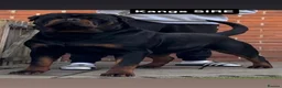 Rottweiler dogs for stud: HUGE KC REG HEALTH TESTED MALE, CHAMPION BLOODLINE - Advert 11