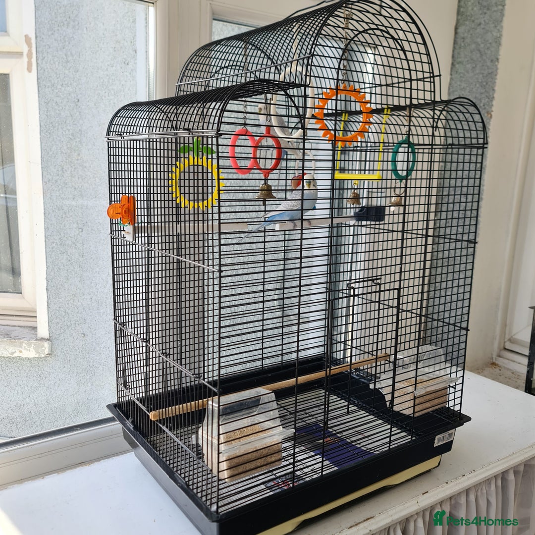 Budgerigars birds for sale: Pair of budgies with cage - Image 9
