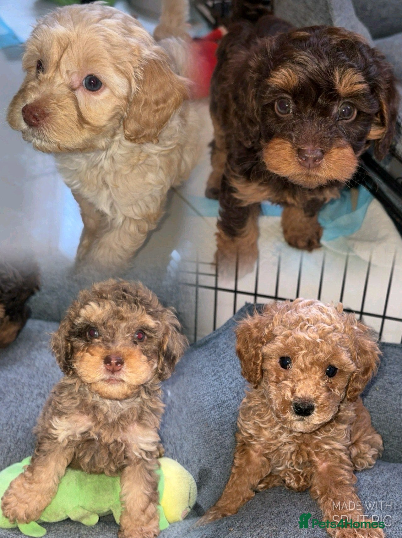 Cavapoo dogs Beautiful cavapoos 3 boys one girl 🐾 - Advert 11