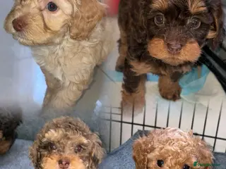 Cavapoo dogs Beautiful cavapoos 3 boys one girl 🐾 - Advert 11