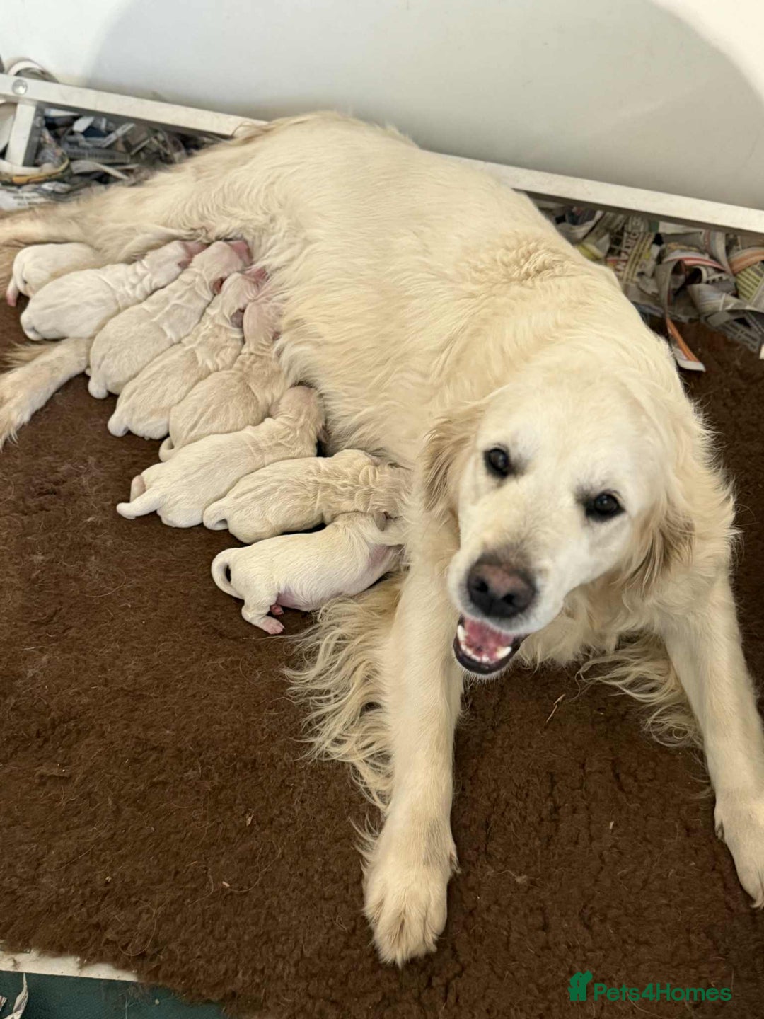 Golden Retriever dogs for sale: Stunning health tested Golden Retriever Puppies  - Advert 36