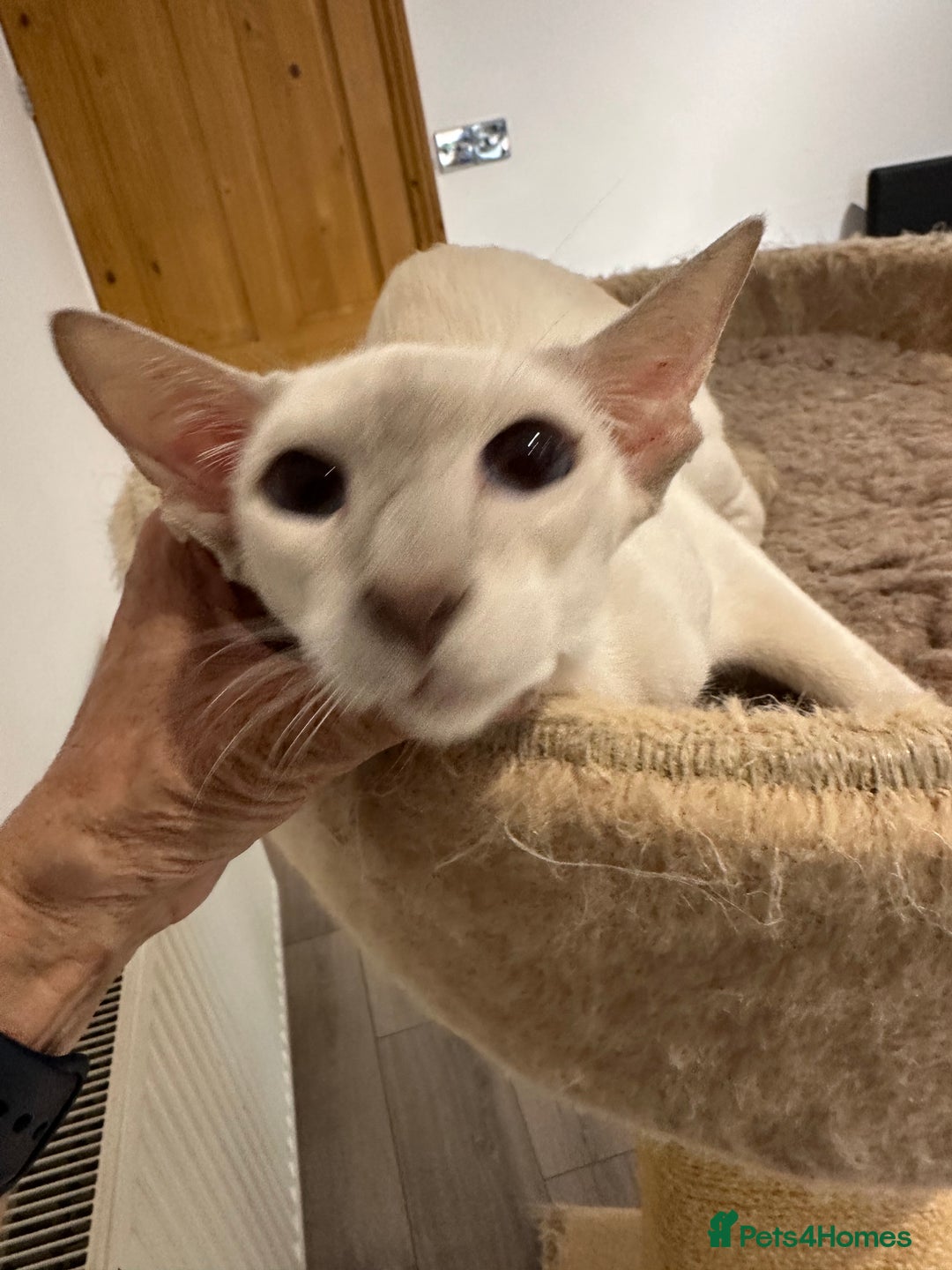 Siamese cats for sale: Lovely Siamese Lilac Point - Active Register - Image 9