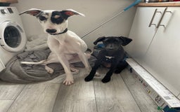 Mixed Breed dogs for sale: Flash  - Image 16