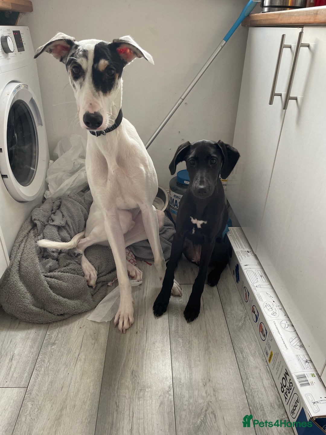 Mixed Breed dogs for sale: Flash  - Image 16