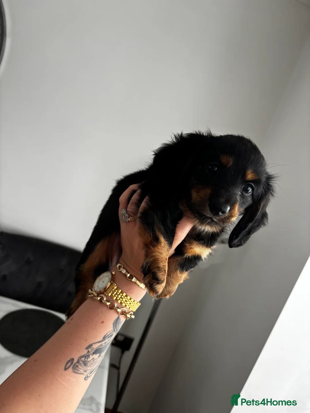 Miniature Dachshund dogs for sale: 5 Beautiful Miniature Dachshund Puppies  - Advert 2