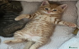 Mixed Breed cats for sale: Beautiful and Cute Kittens - Image 4