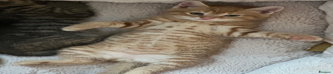 Mixed Breed - Ginger