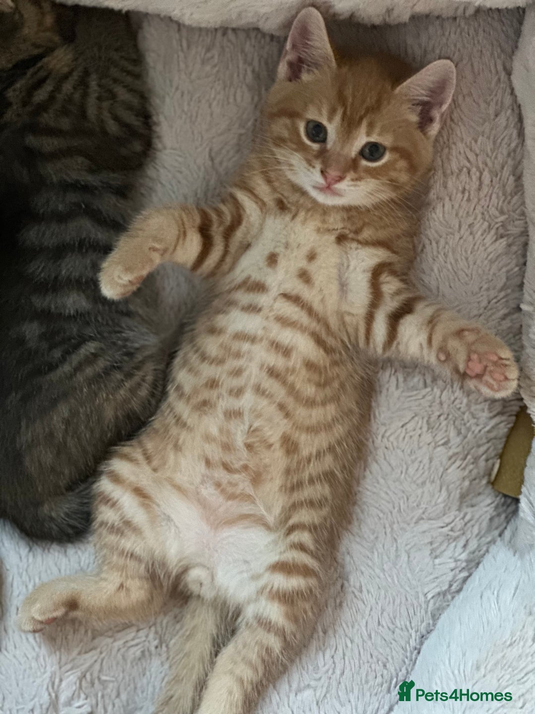 Mixed Breed cats for sale: Beautiful and Cute Kittens - Image 4