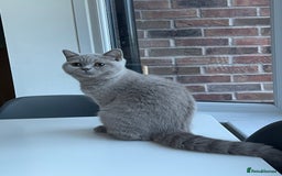 British Shorthair cats for sale: LILAC BRITISH SHORTHAIR FEMALE  GCCF ACTIVE - Image 5