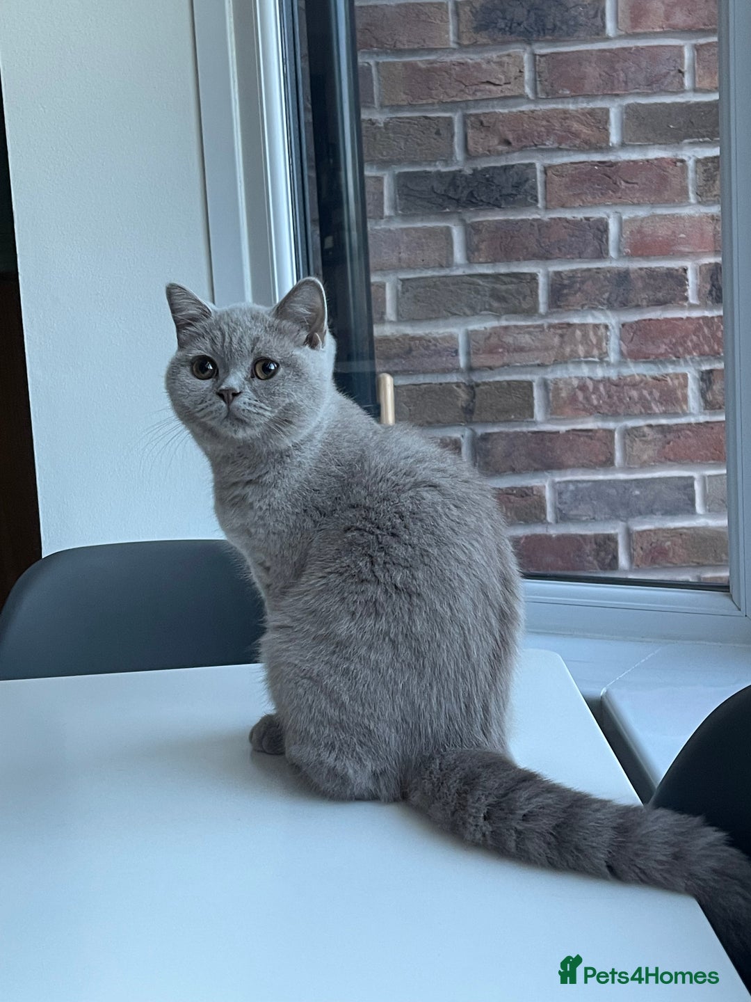 British Shorthair cats for sale: LILAC BRITISH SHORTHAIR FEMALE  GCCF ACTIVE - Image 5