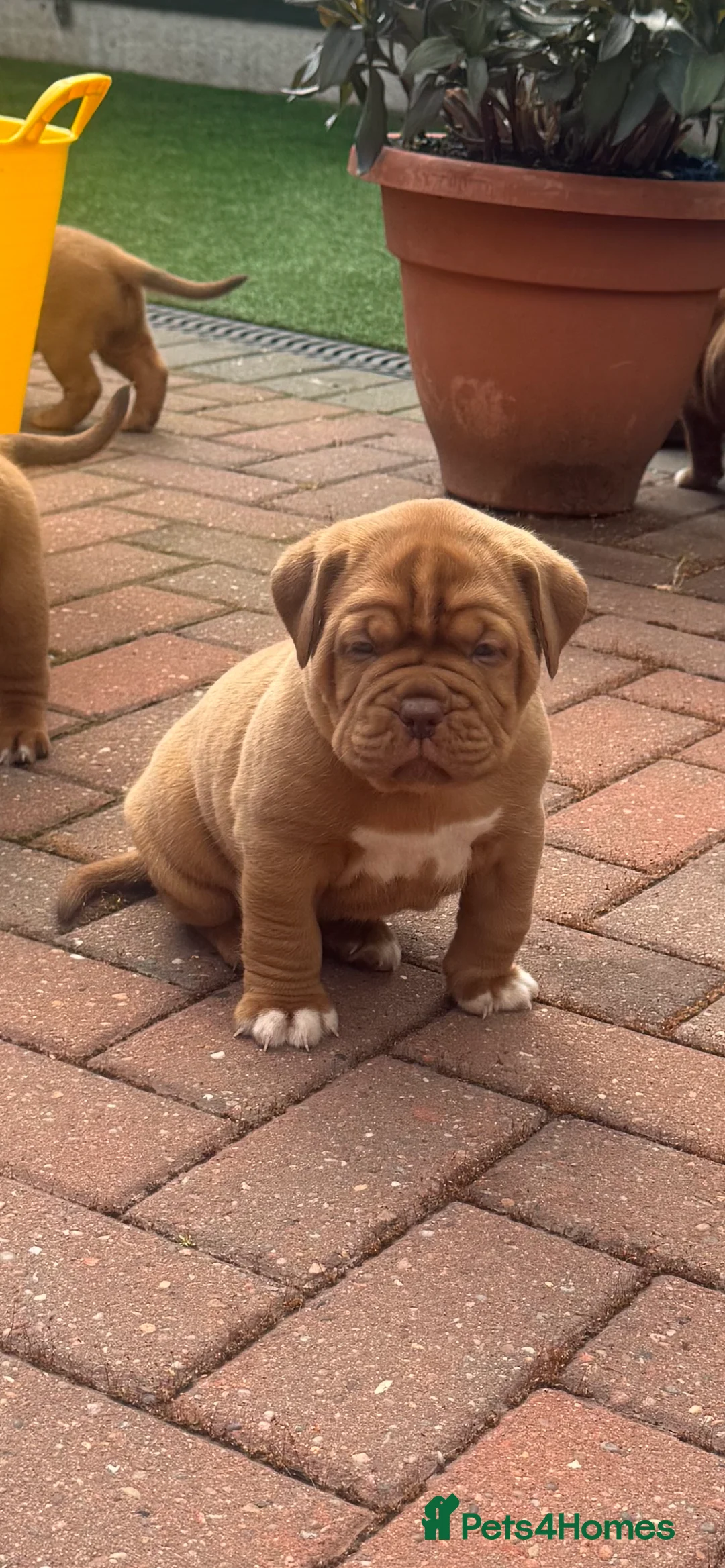 Dogue De Bordeaux dogs for stud: **STUNNING YOUNG STUD** in Nottingham - Advert 5