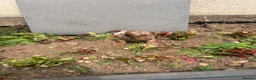 Dachshund dogs for sale: dashound’s puppies  - Advert 6