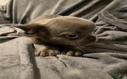 French Bulldog dogs for sale: Pedigree  French bulldogs ready to leave  - Image 18