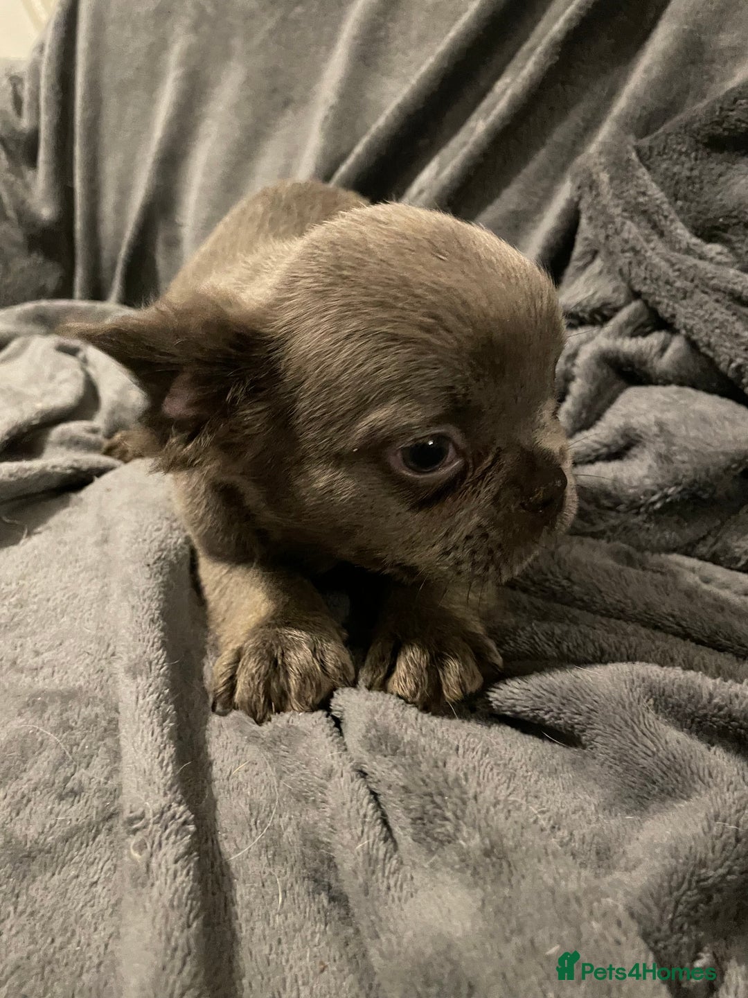 French Bulldog dogs for sale: Pedigree  French bulldogs ready to leave  - Image 18