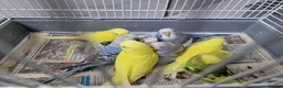 Budgerigars birds for sale: Super silly hand tamed baby budgie - Advert 5