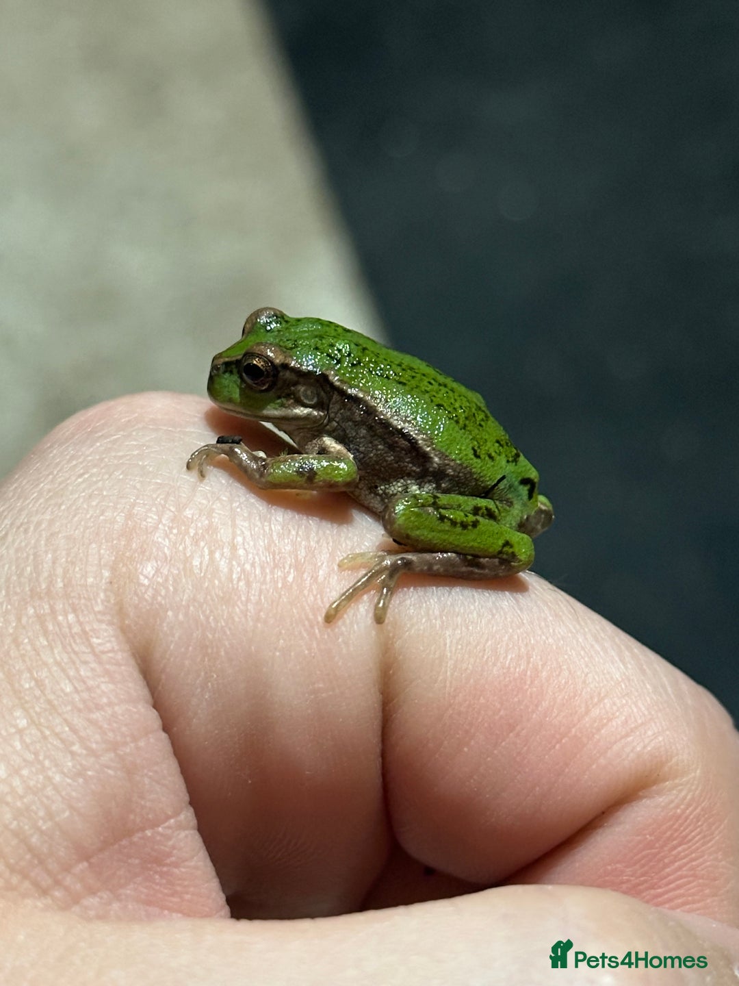Frog reptiles for sale: Andean Marsupial Tree frogs - Image 3