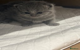 Scottish Fold cats for sale: Scottish fold  - Image 11