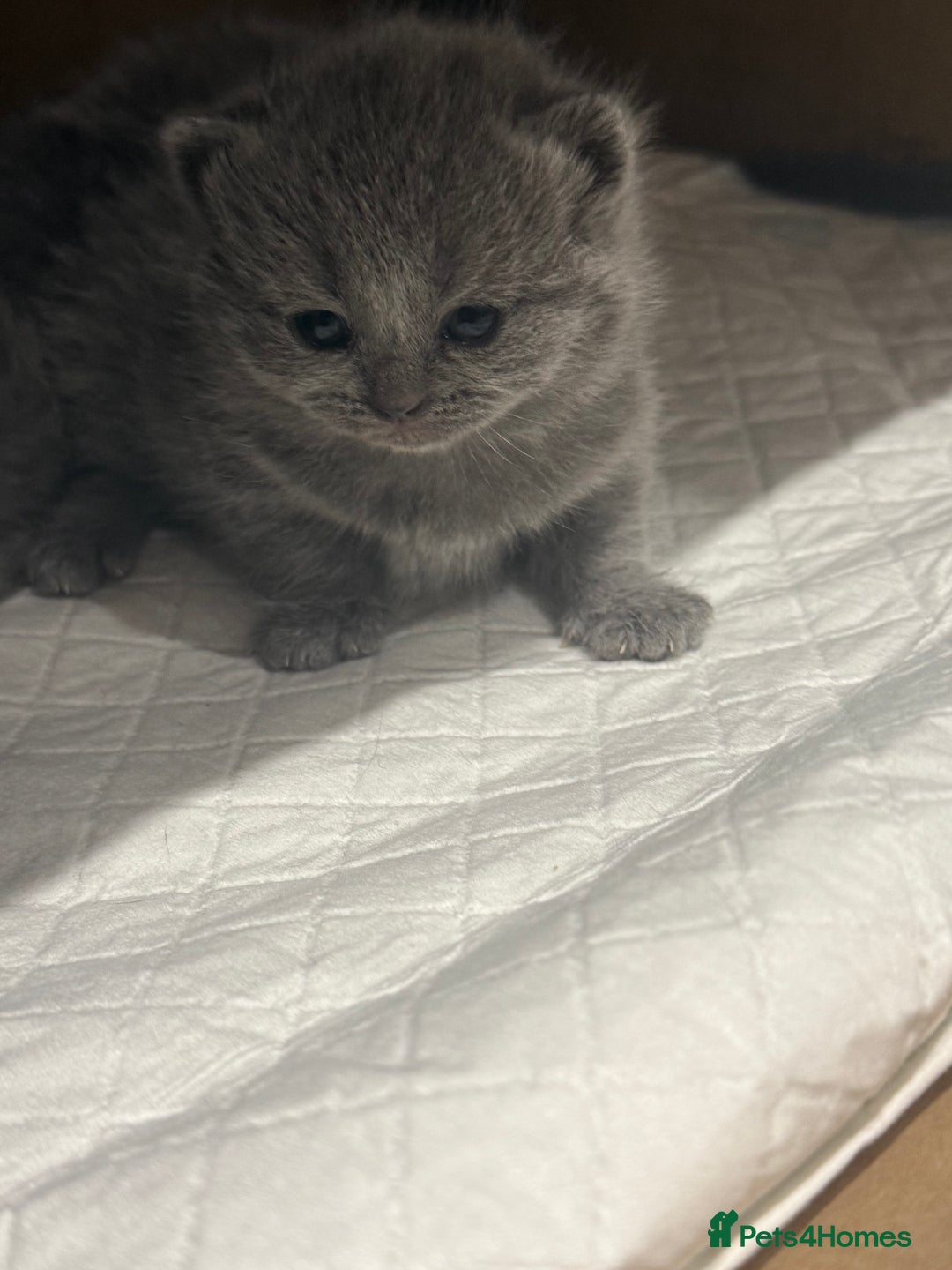 Scottish Fold cats for sale: Scottish fold  - Image 11