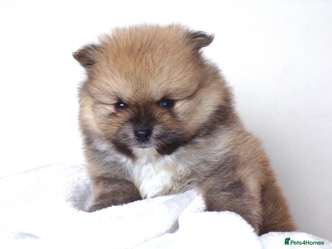 Pomeranian dogs for sale: Teddy bear Pomeranian puppies 🧸 - Advert 5
